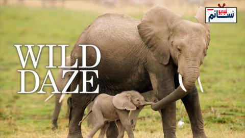فيلم Wild Daze 2020 مترجم اون لاين - HD